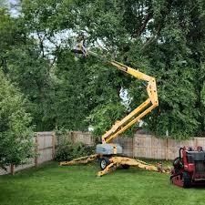 Trusted Gowanda, NY Tree Care Services Experts