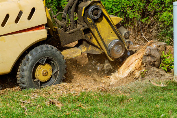 Best Root Management and Removal  in Gowanda, NY