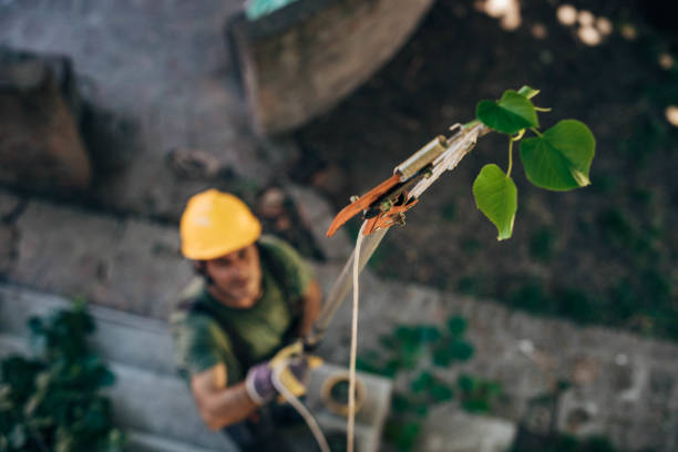 How Our Tree Care Process Works  in  Gowanda, NY